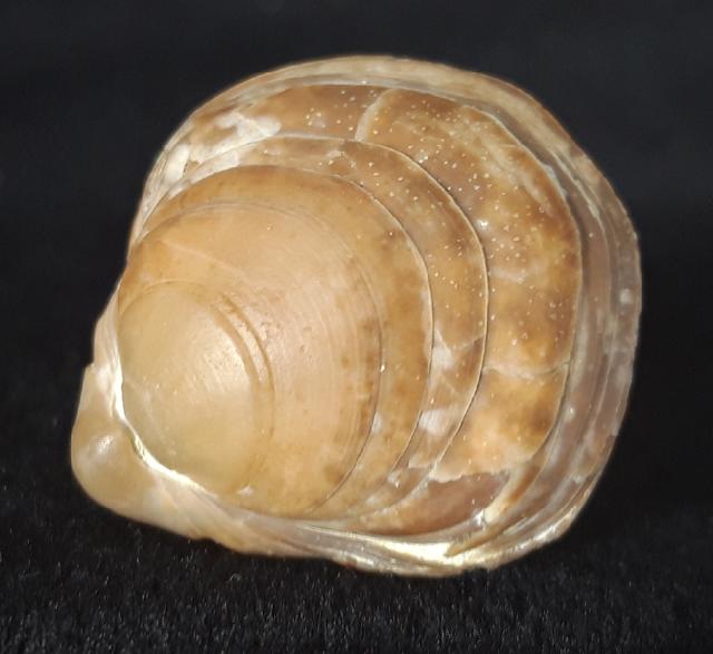 Carneithyris carnea SOWERBY 1812 - Bild &copy; FossNet FossilienStore